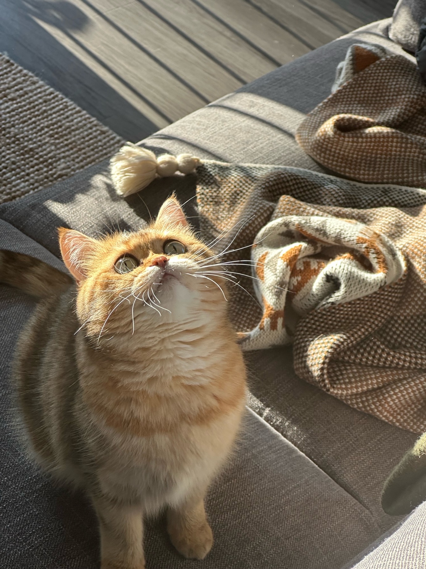 Lucky the cat sitting in the sunlight